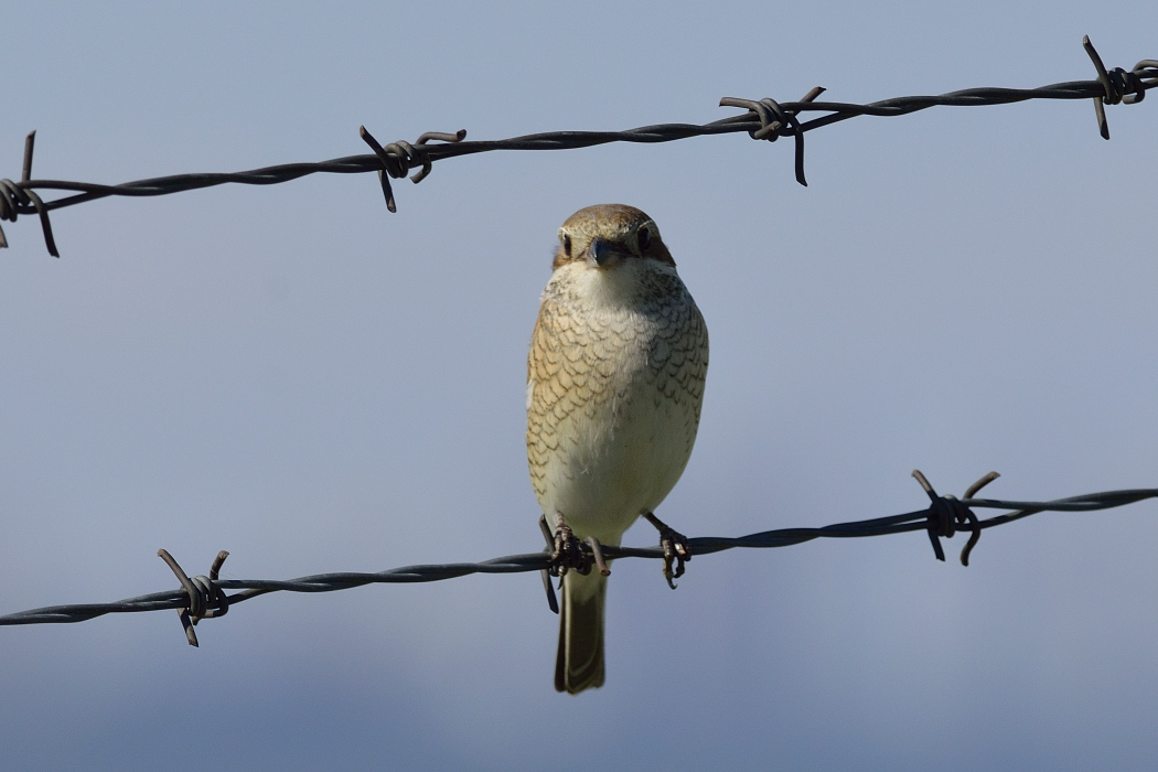 Red-backed Shrike
