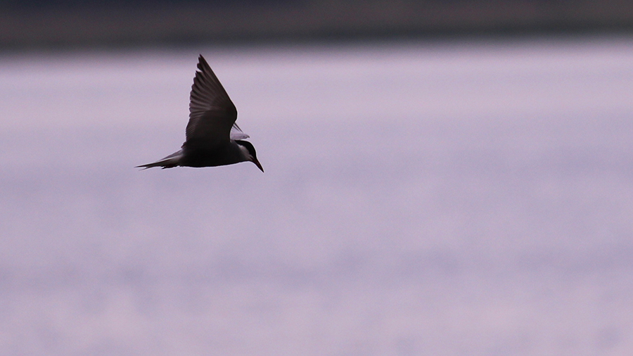 Whiskered Tern
