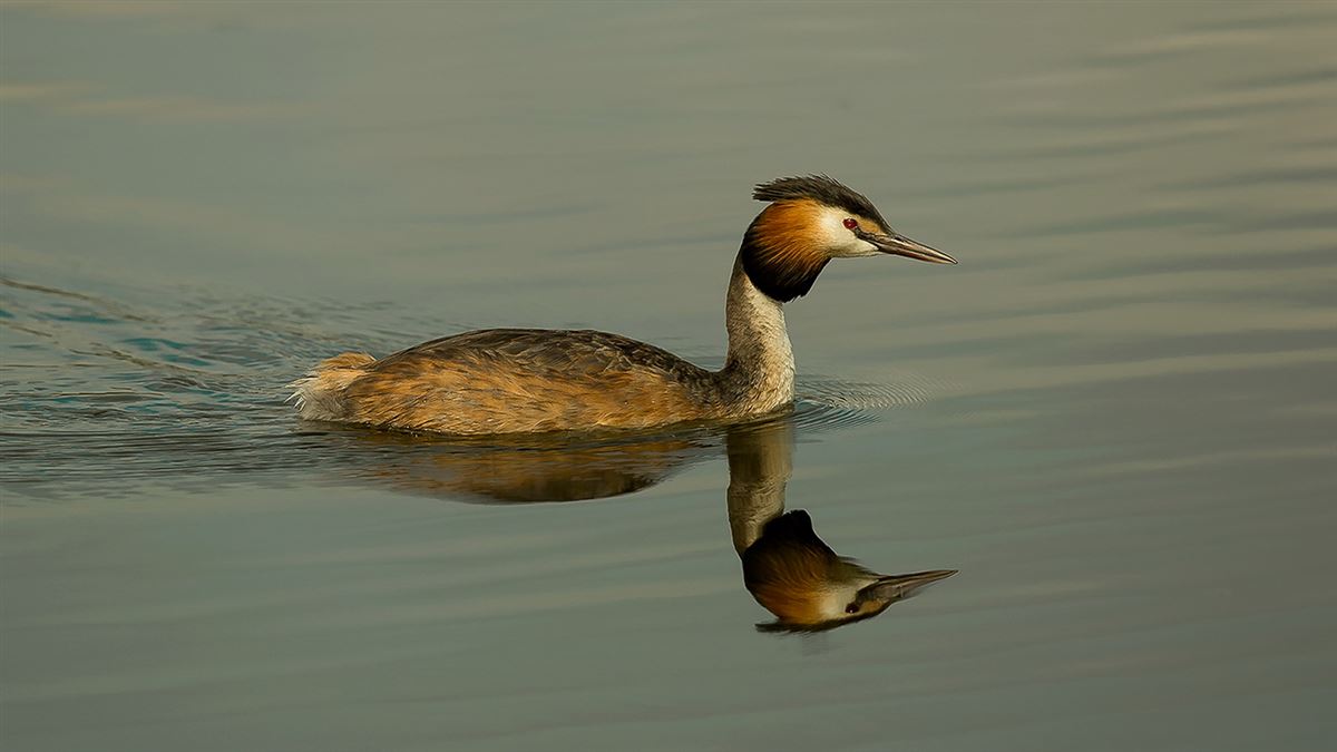 Great Crested Grebe
