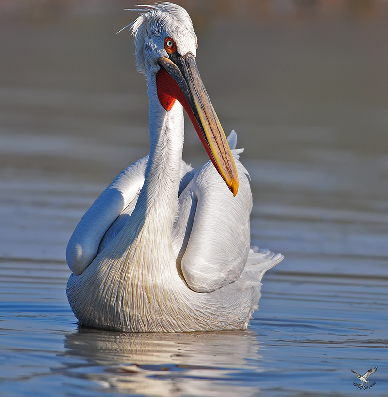 Dalmatian Pelican