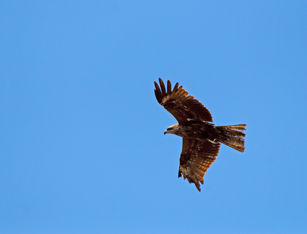 Black Kite