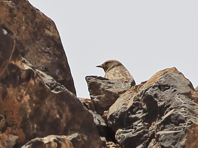 Alpine Accentor