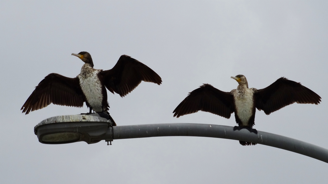 Great Cormorant