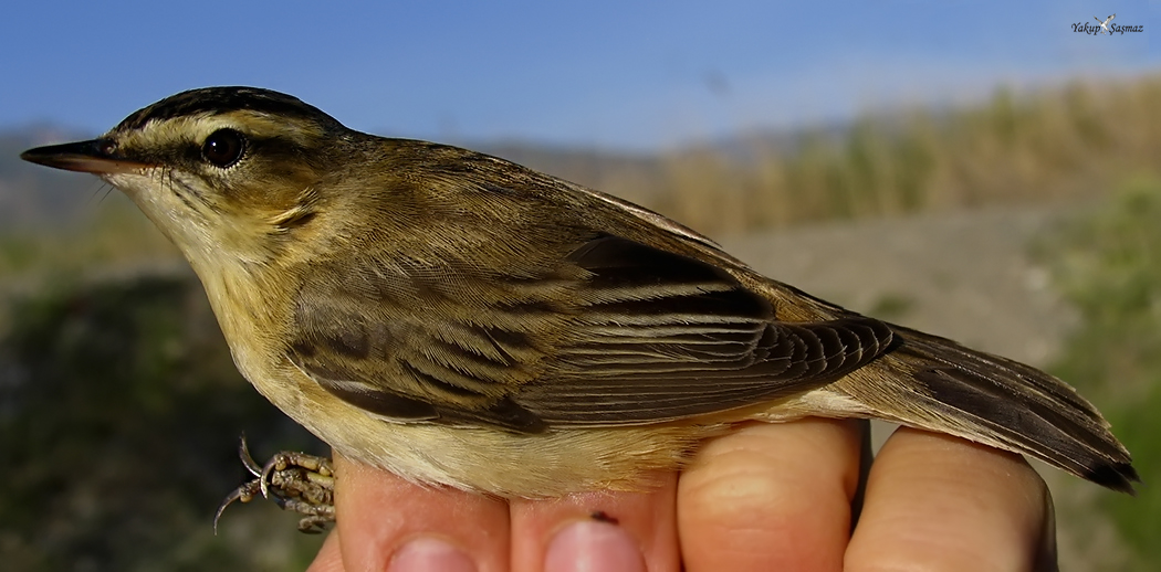 Sedge Warbler
