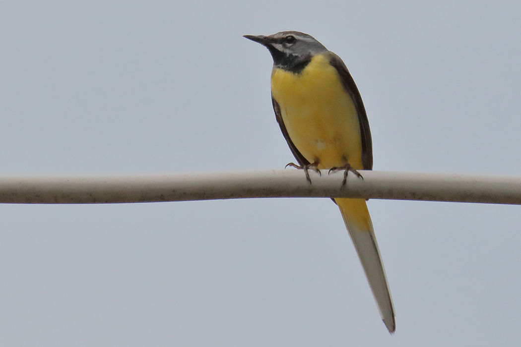 Grey Wagtail