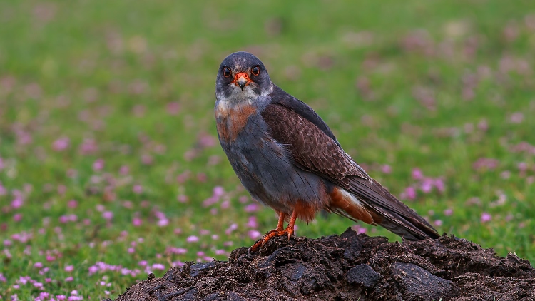 Red-footed Falcon