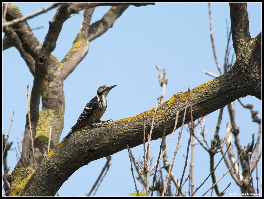 White-backed Woodpecker