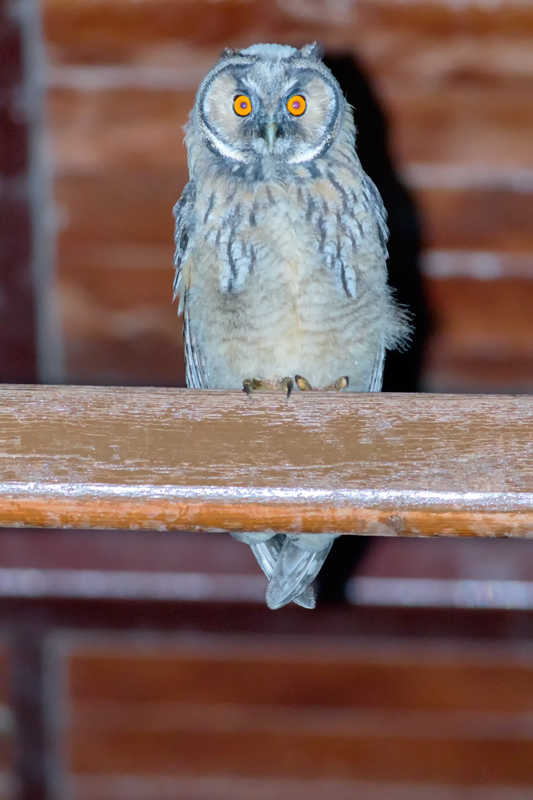 Long-eared Owl
