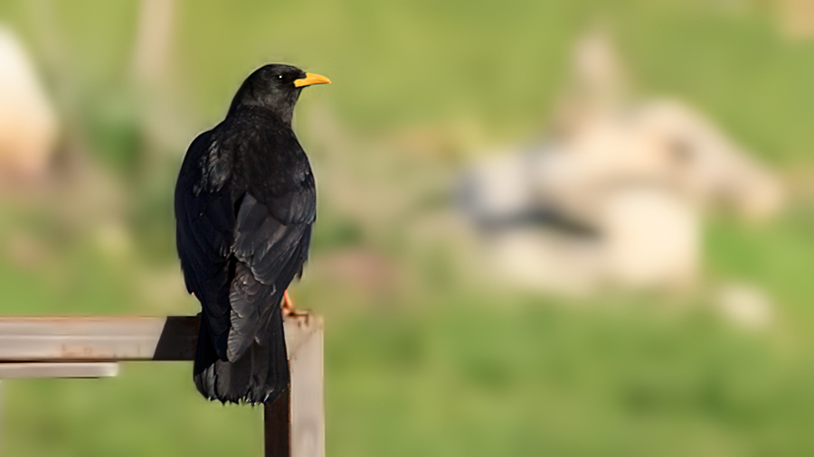 Alpine Chough