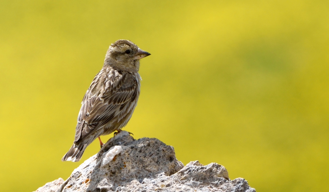Rock Sparrow