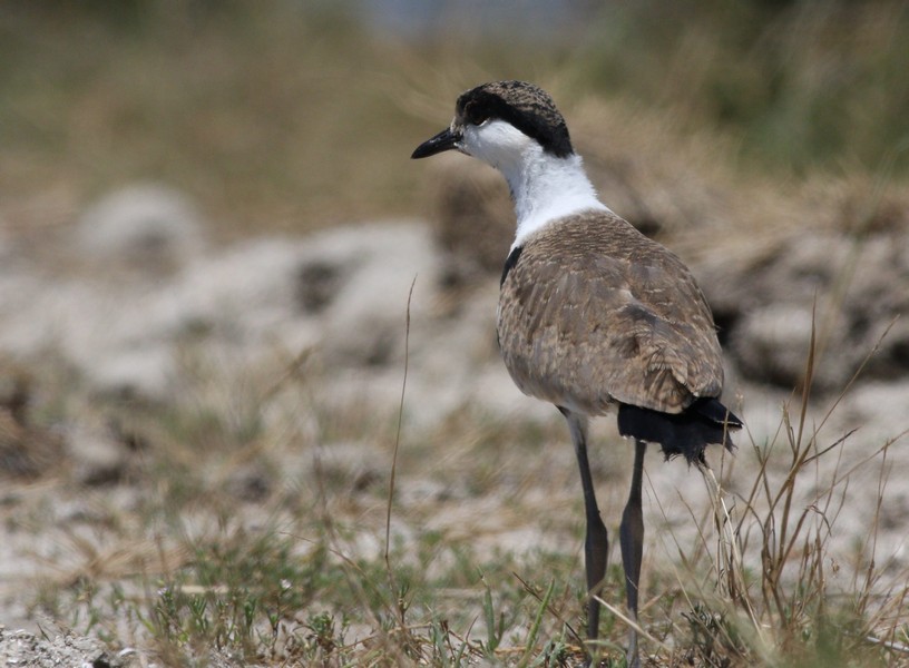 Spur-winged Lapwing