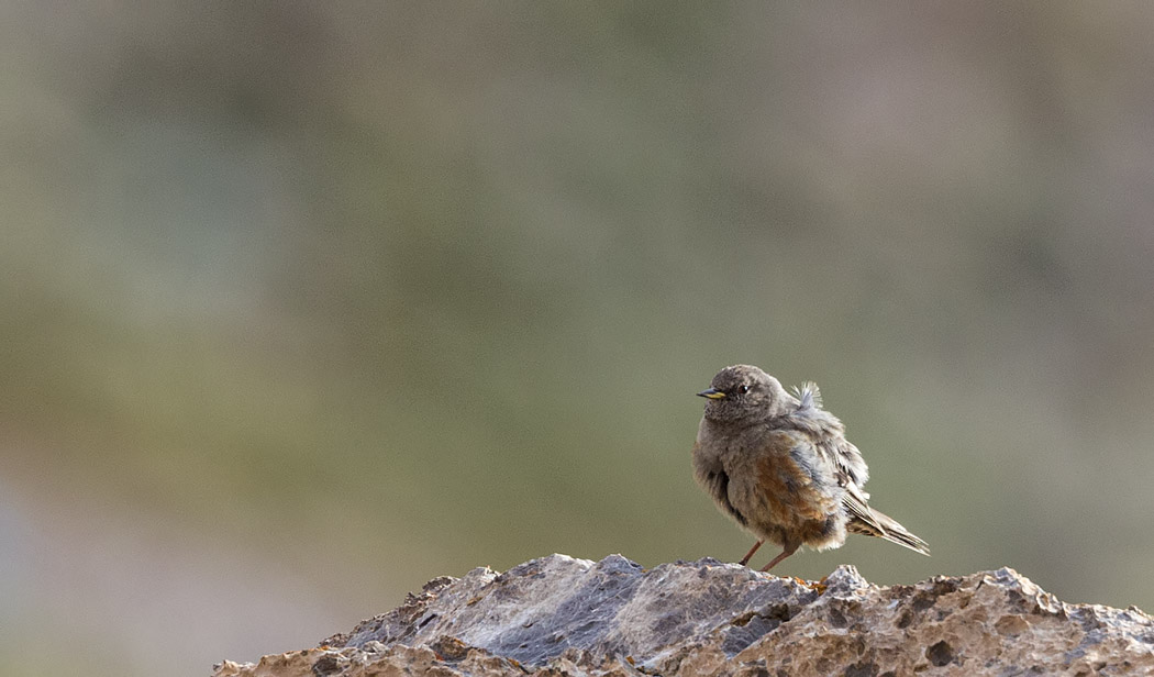 Alpine Accentor