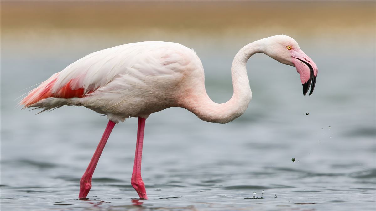 Greater Flamingo