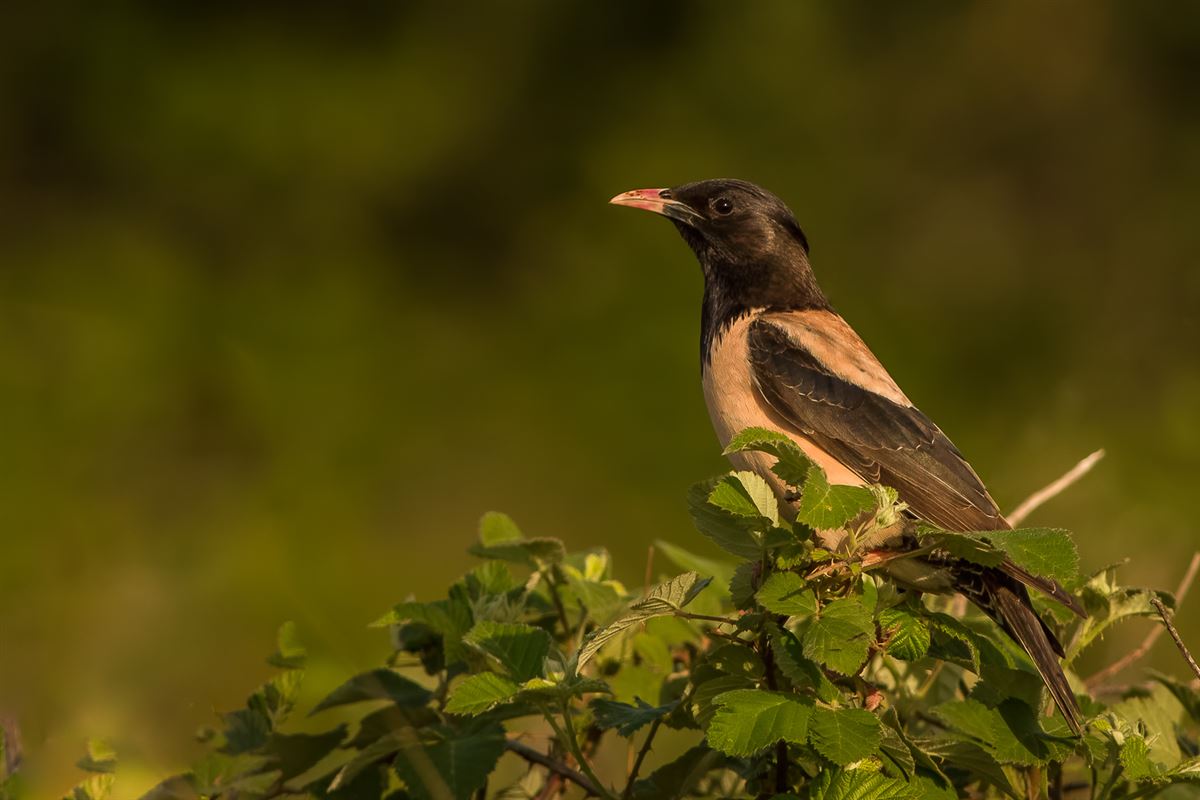 Rosy Starling