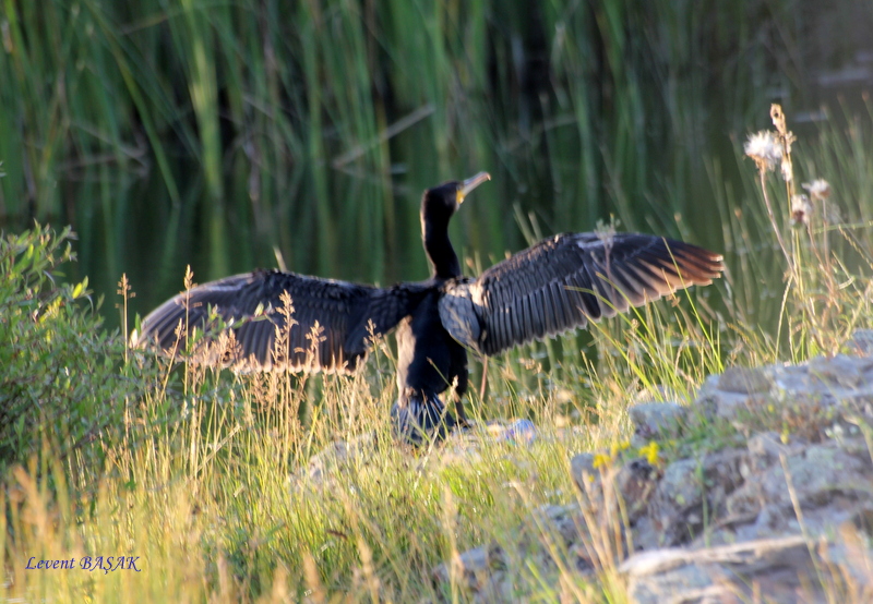 Great Cormorant