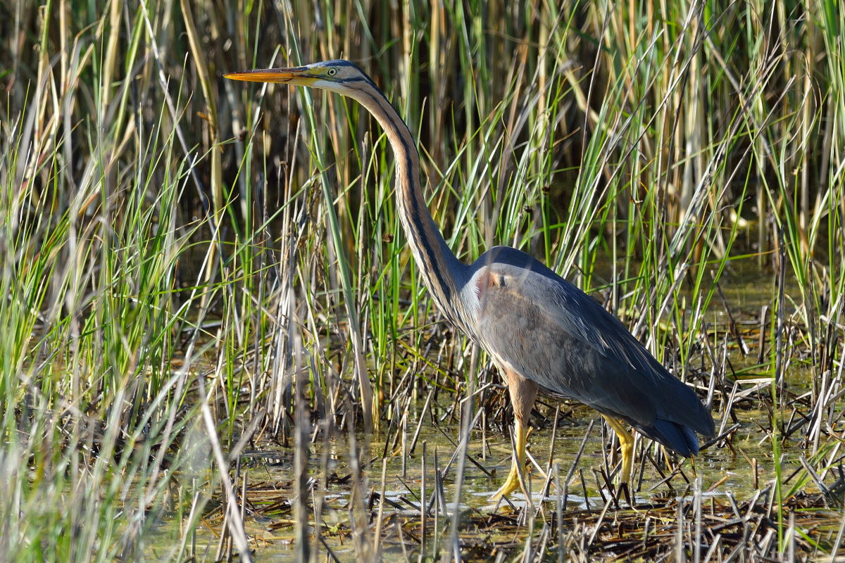 Purple Heron