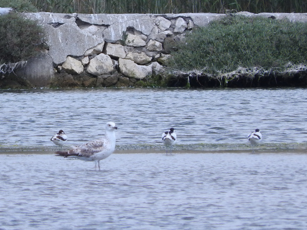 Pied Avocet