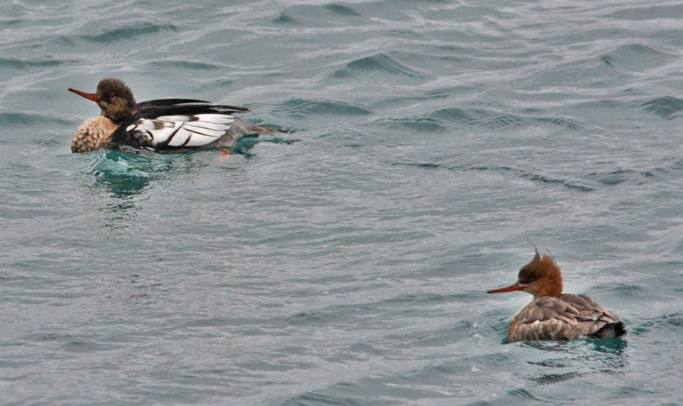 Red-breasted Merganser