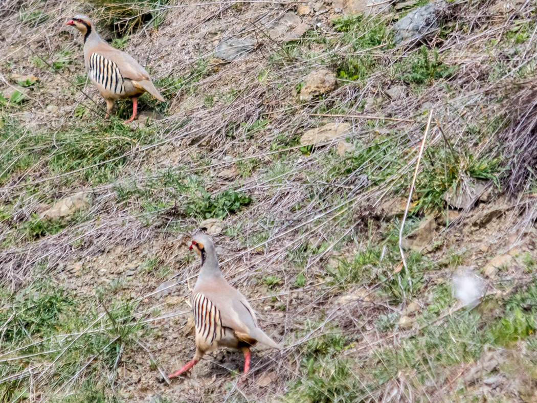 Chukar Partridge