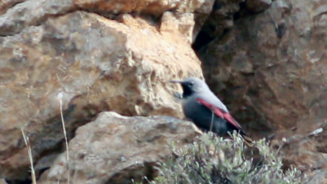 Wallcreeper