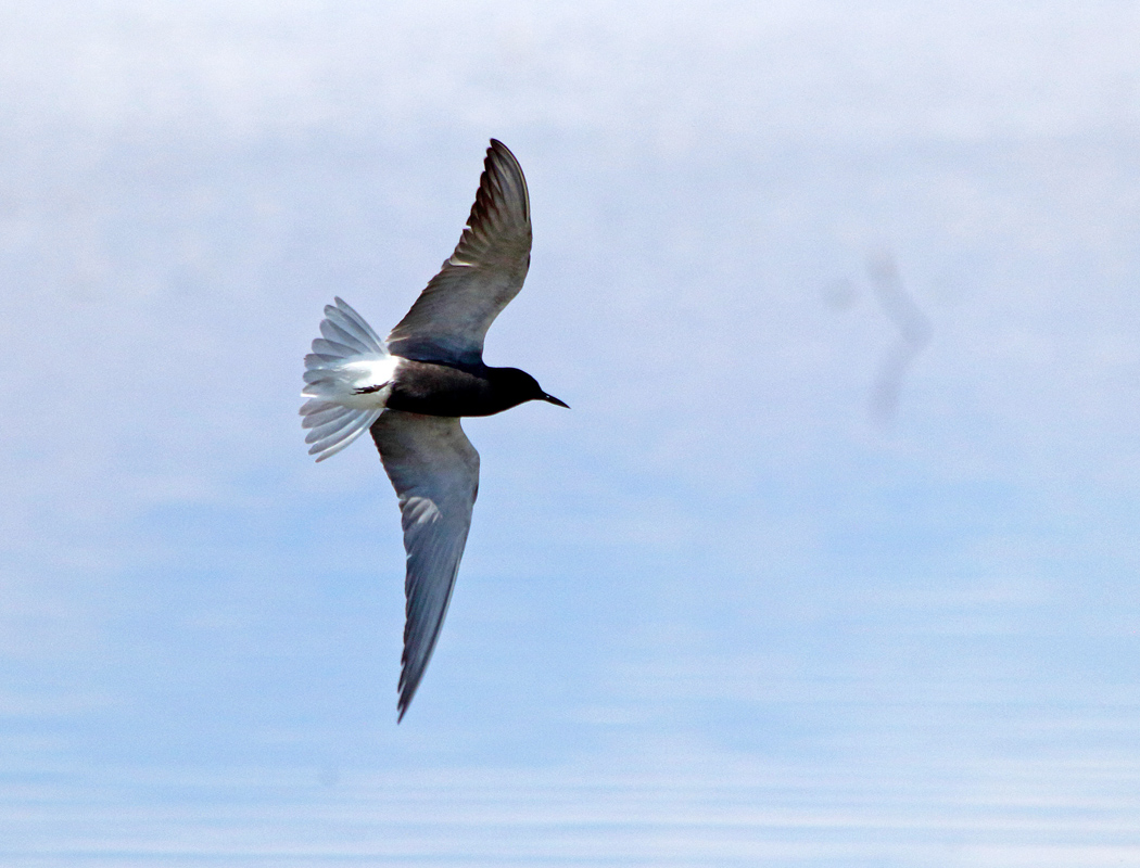 Black Tern