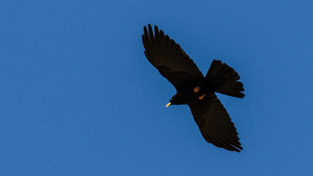 Alpine Chough