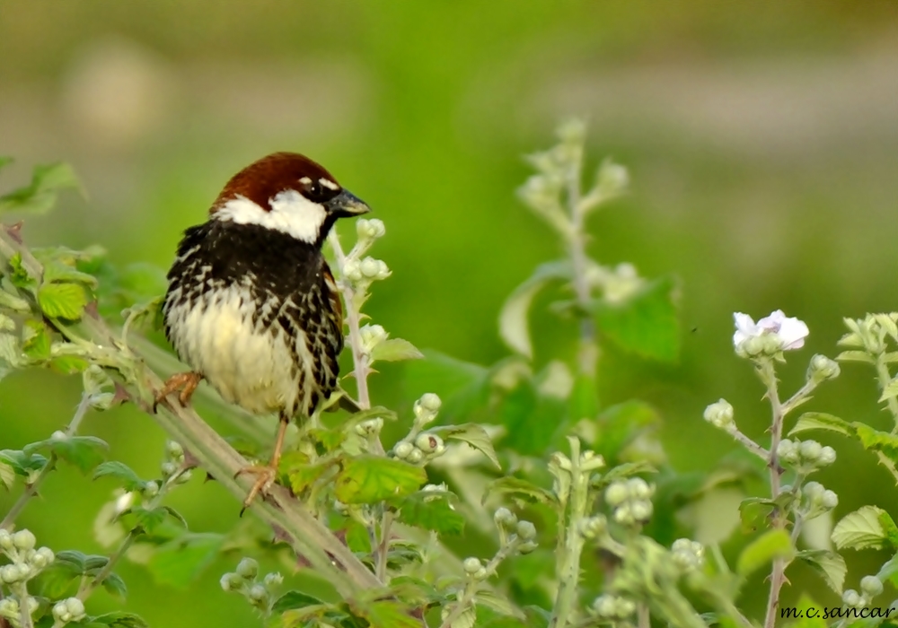 Spanish Sparrow