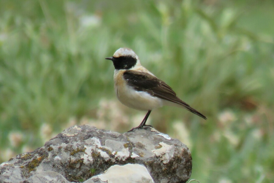 Black-eared Wheatear