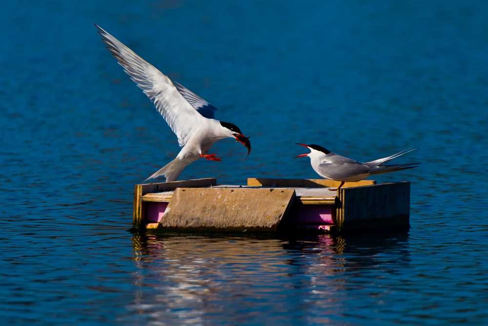 Common Tern