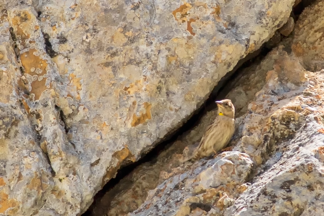 Rock Sparrow