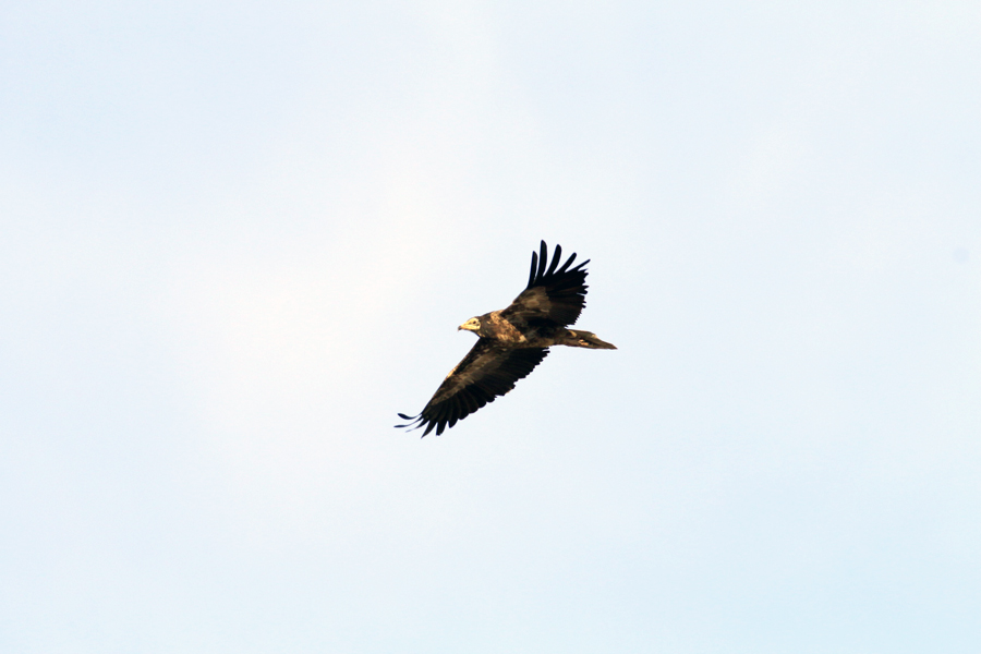 Egyptian Vulture