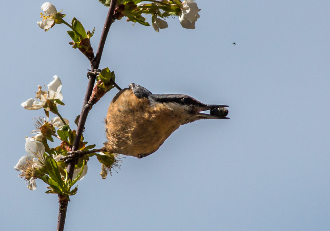 Eurasian Nuthatch