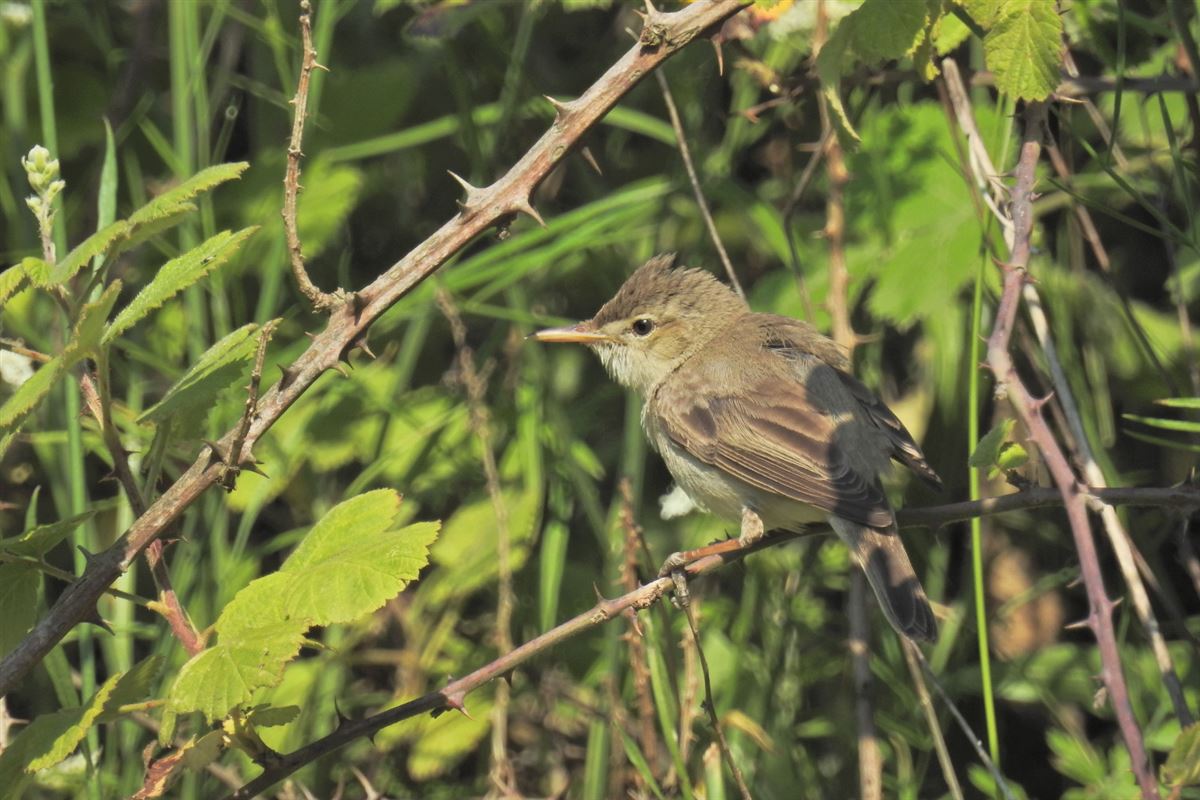 Eastern Olivaceous Warbler