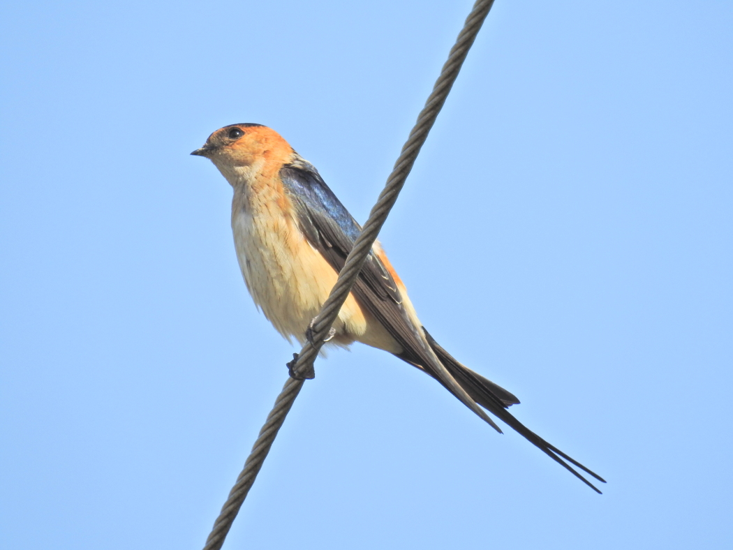 European Red-rumped Swallow