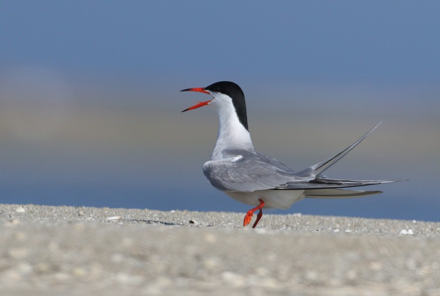Common Tern
