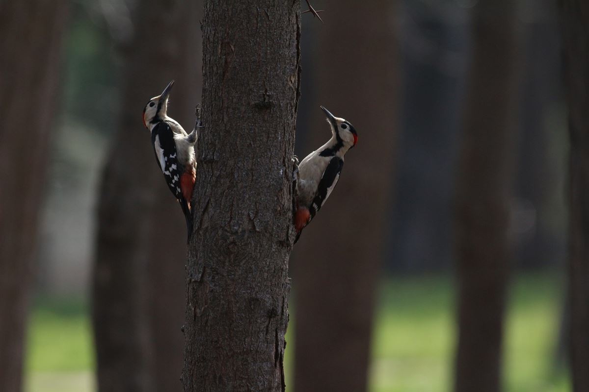 Syrian Woodpecker