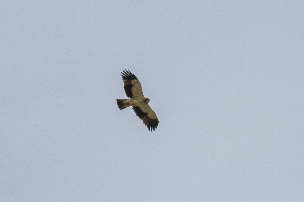 Booted Eagle