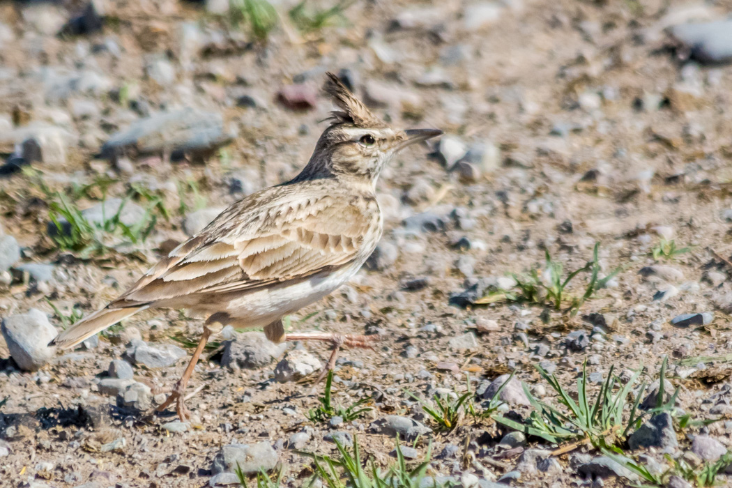 Crested Lark