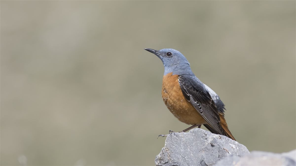 Common Rock Thrush