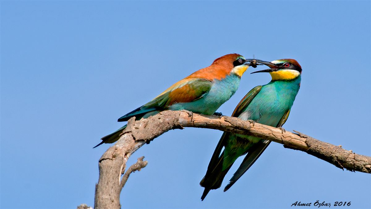 European Bee-eater