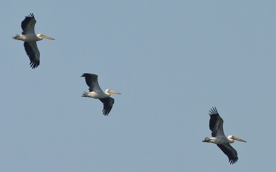 Great White Pelican