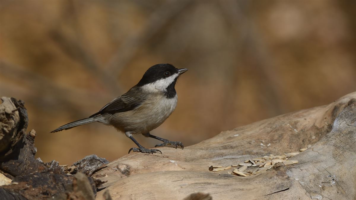 Sombre Tit