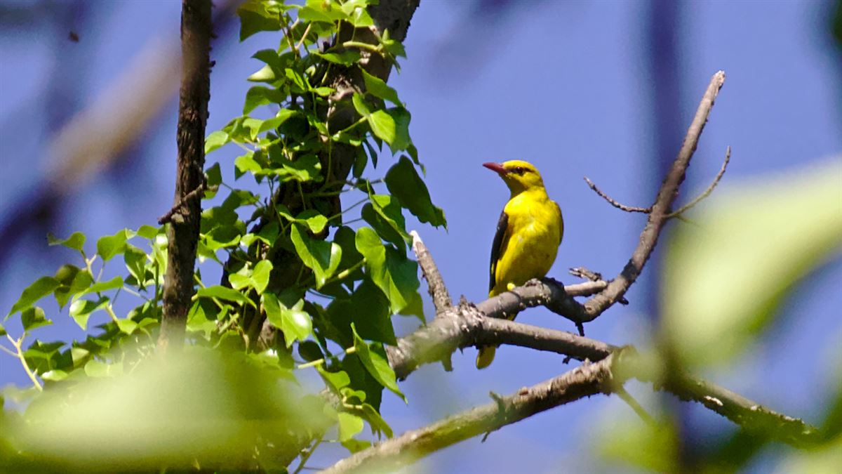 Eurasian Golden Oriole