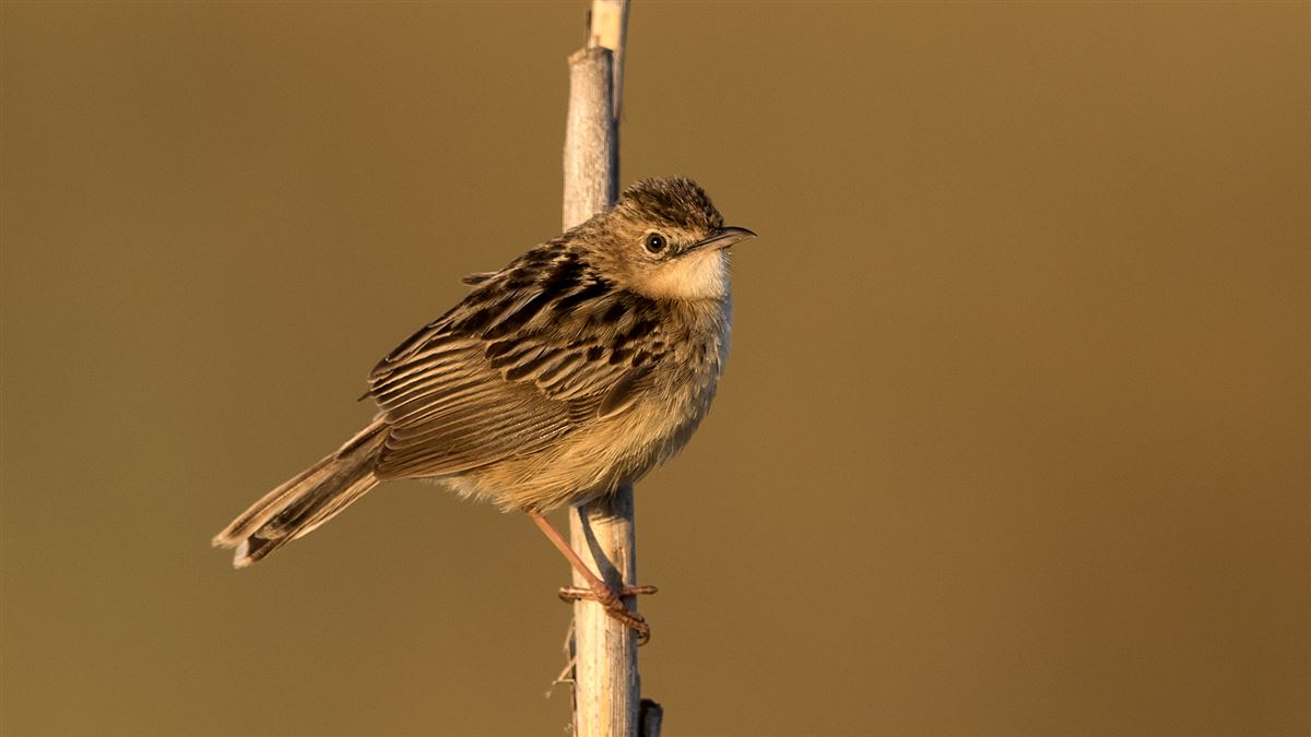 Zitting Cisticola