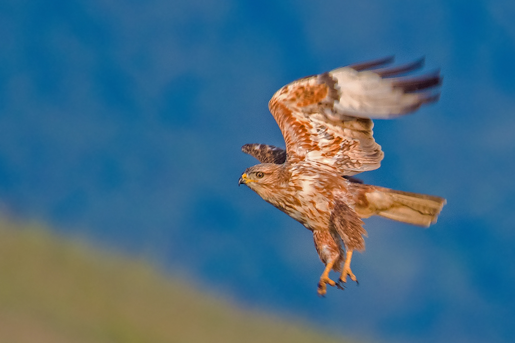 Long-legged Buzzard