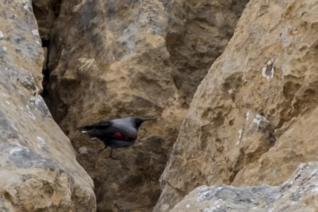 Wallcreeper