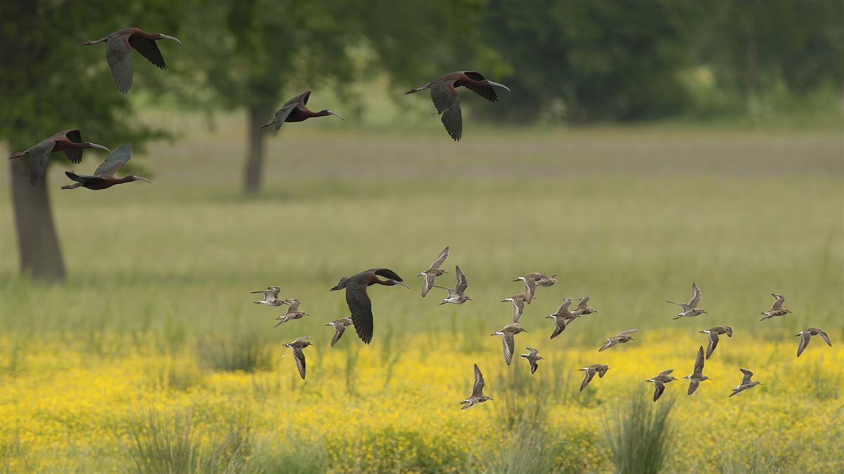 Glossy Ibis