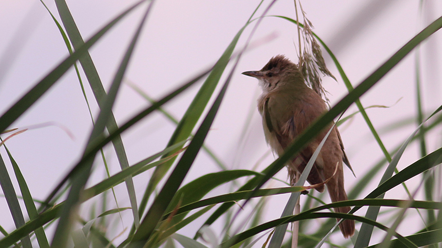 Great Reed Warbler