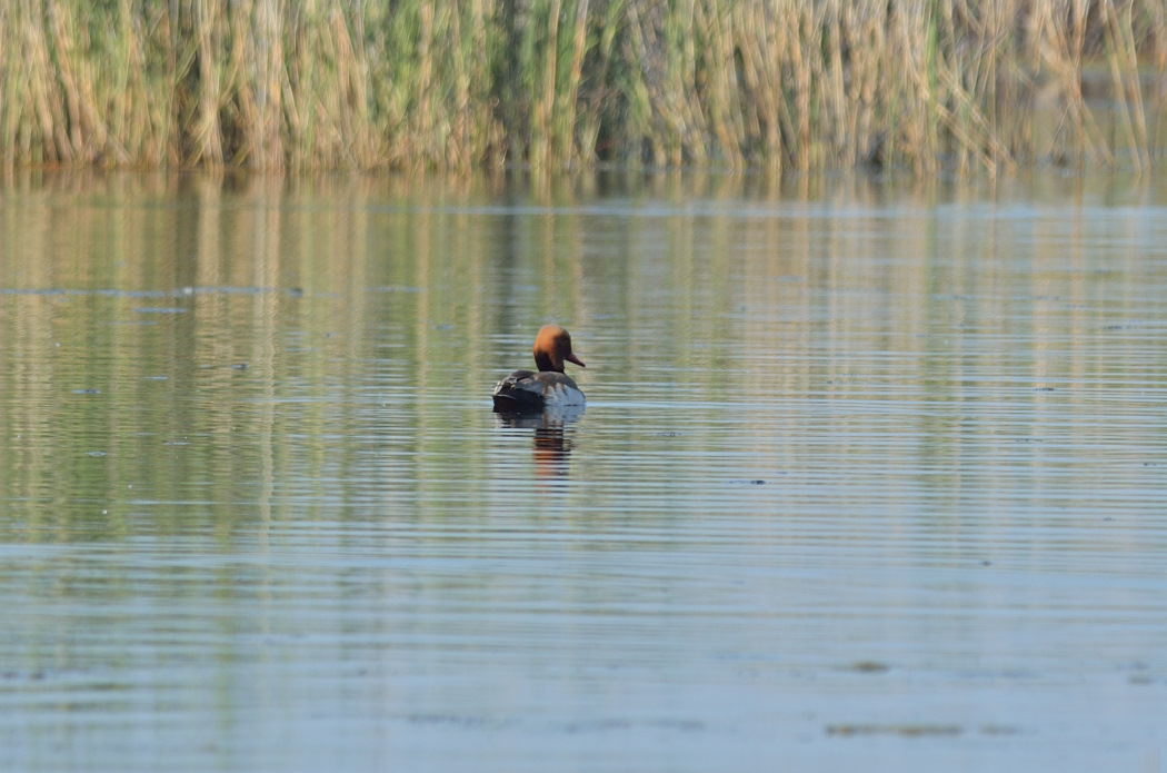 Red-crested Pochard