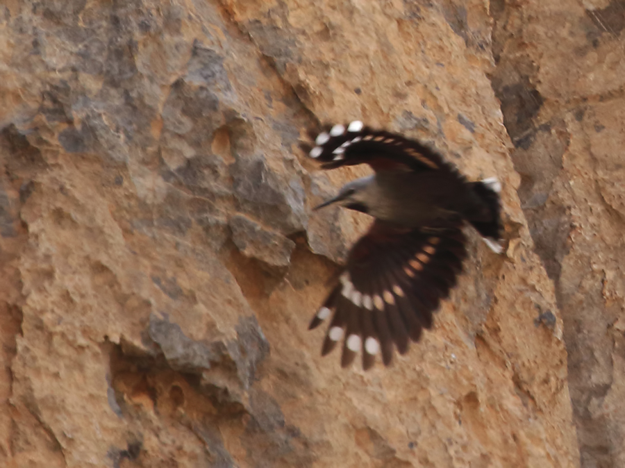 Wallcreeper